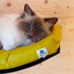 Lit mural pour chat avec coussin confort - Jaune