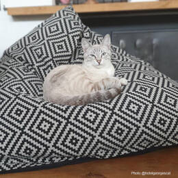 Berlingot Ethnique Noir - Couchage Bien-être pour chats