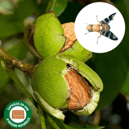 Phéromones contre le ver du brou de la noix (lot de 2)