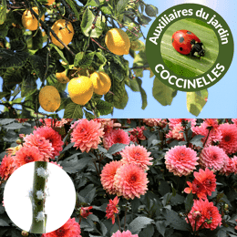 Coccinelles contre les cochenilles farineuses - 5 pots