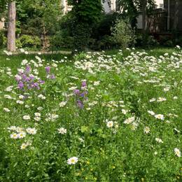 Mélange fleurs sauvages 55 espèces