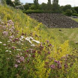 Mélange fleuri talus