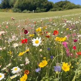 Mélange fleuri zone sèche et ensoleillée
