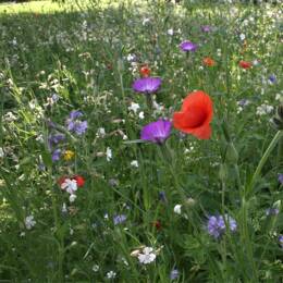 Mélange horticole et sauvage 3 à 5 ans