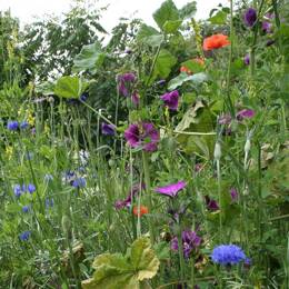 Mélange mellifère bisannuel