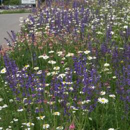 Mélange prairie sauvage basse