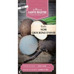 Radis Noir Gros Rond d'Hiver