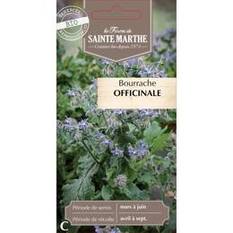 Bourrache officinale Bio