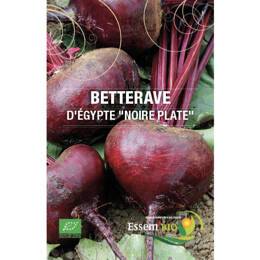 Betterave « Noire plate » d’Egypte Bio