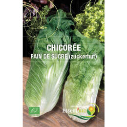 Chicorée Pain de sucre Bio