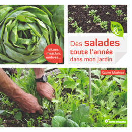 Des salades toute l'année dans mon jardin. Laitues, mesclun, endives...