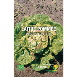 Laitue pommée Passion blonde Bio