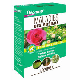 Traitement maladies rosiers (oïdium, mildiou et taches noires)
