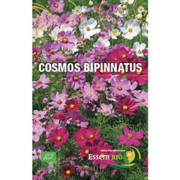 Cosmos Bipinnatus bio