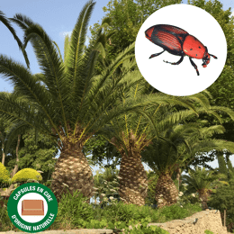 Phéromones contre le charançon rouge du palmier