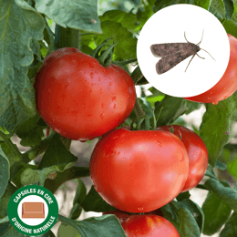 Phéromones contre la mineuse de la tomate (lot de 2)