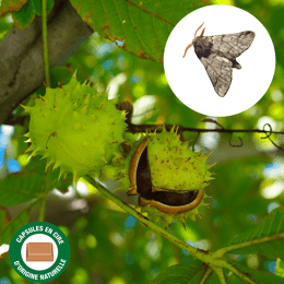 Phéromones contre la mineuse du marronnier (lot de 2)