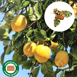 Phéromones contre la mouche méditerranéenne des fruits (lot de 2)
