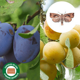 Phéromones contre le ver de la prune (lot de 2)