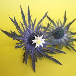 collier Edelweiss