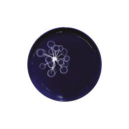 Assiette XS Abysses
