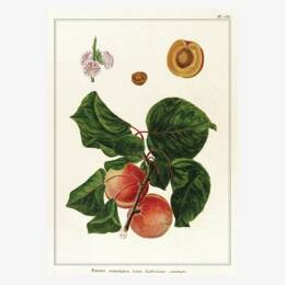 Affiche «Abricots» - 30 x 40 cm