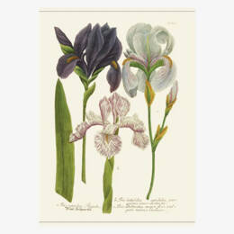 Affiche «Iris» - 30 x 40 cm
