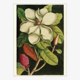 Affiche «Magnolia» - 30 x 40 cm