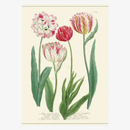 Affiche «Tulipes» - 30 x 40 cm