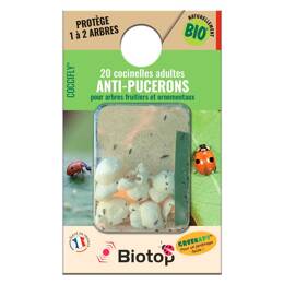 20 coccinelles adultes anti pucerons