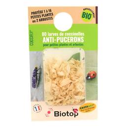 80 larves de coccinelle contre pucerons