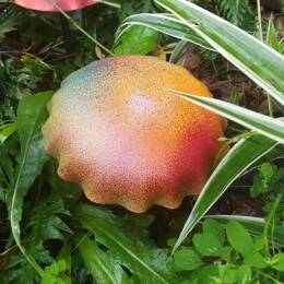 Champignon amanite orange en acier - lot de 2