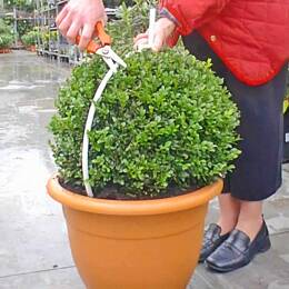 Guide de taille boule pour buis