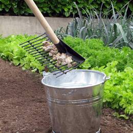 Rateau ramasse cailloux et pommes de terre