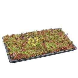 Plaque de sédums couvre sol 52cm