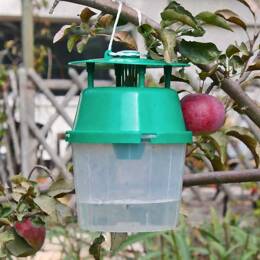 Piège et phéromone carpocapse pommes poires noix