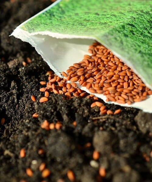 Photo d'une personne entrain de semer des graines fabriquées en France.