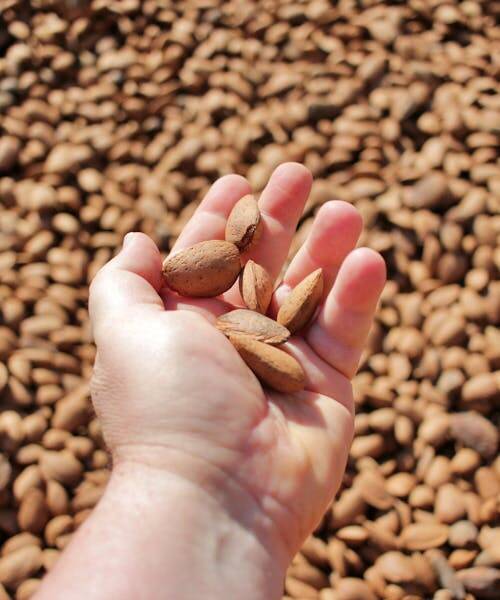 La Compagnie des Amandes  - Main tenant des amandes françaises.