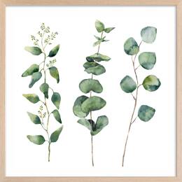 Affiche aquarelle eucalyptus avec cadre bois 50x50 cm