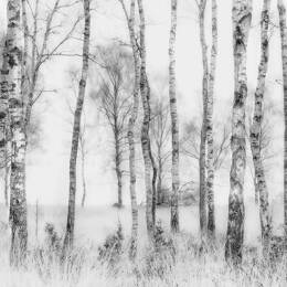 Tableau bouleaux en monochrome toile imprimée 120x80 cm