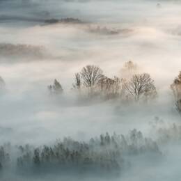 Tableau brouillard hivernal impression sur aluminium 120x80 cm