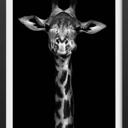 Affiche girafe haute en portrait avec cadre noir 20x30 cm