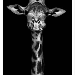 Affiche girafe haute en portrait sans cadre 30x45 cm