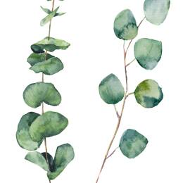 Tableau nature feuille d' eucalyptus imprimé sur toile 30x45 cm