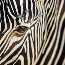 Tableau zèbre toile imprimée 120x80 cm