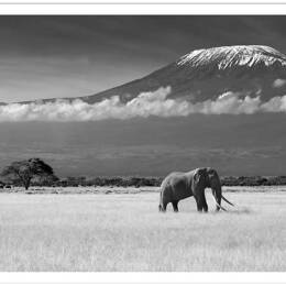 Affiche éléphant et Kilimanjaro sans cadre 60x40 cm