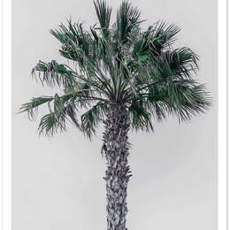 Affiche coconut palm sans cadre 30x45 cm