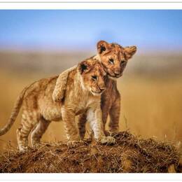 Affiche animaux brothers for the life sans cadre 45x30 cm
