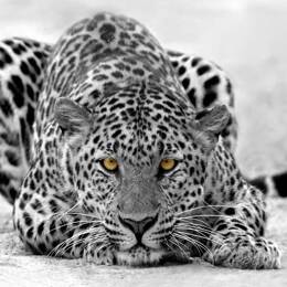 Tableau leopard noir et blanc toile imprimée 120x80 cm