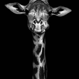 Tableau girafe haute en portrait imprimé sur toile 80x120 cm